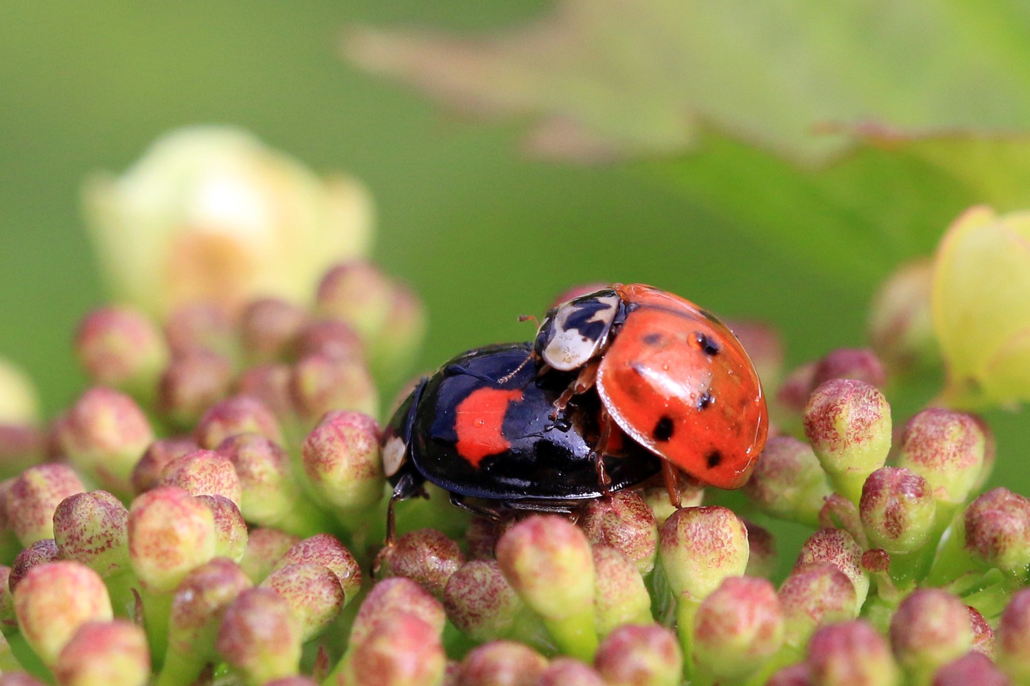 Two harlequin ladybirds mating: one black with red markings and one orange-red with black spots